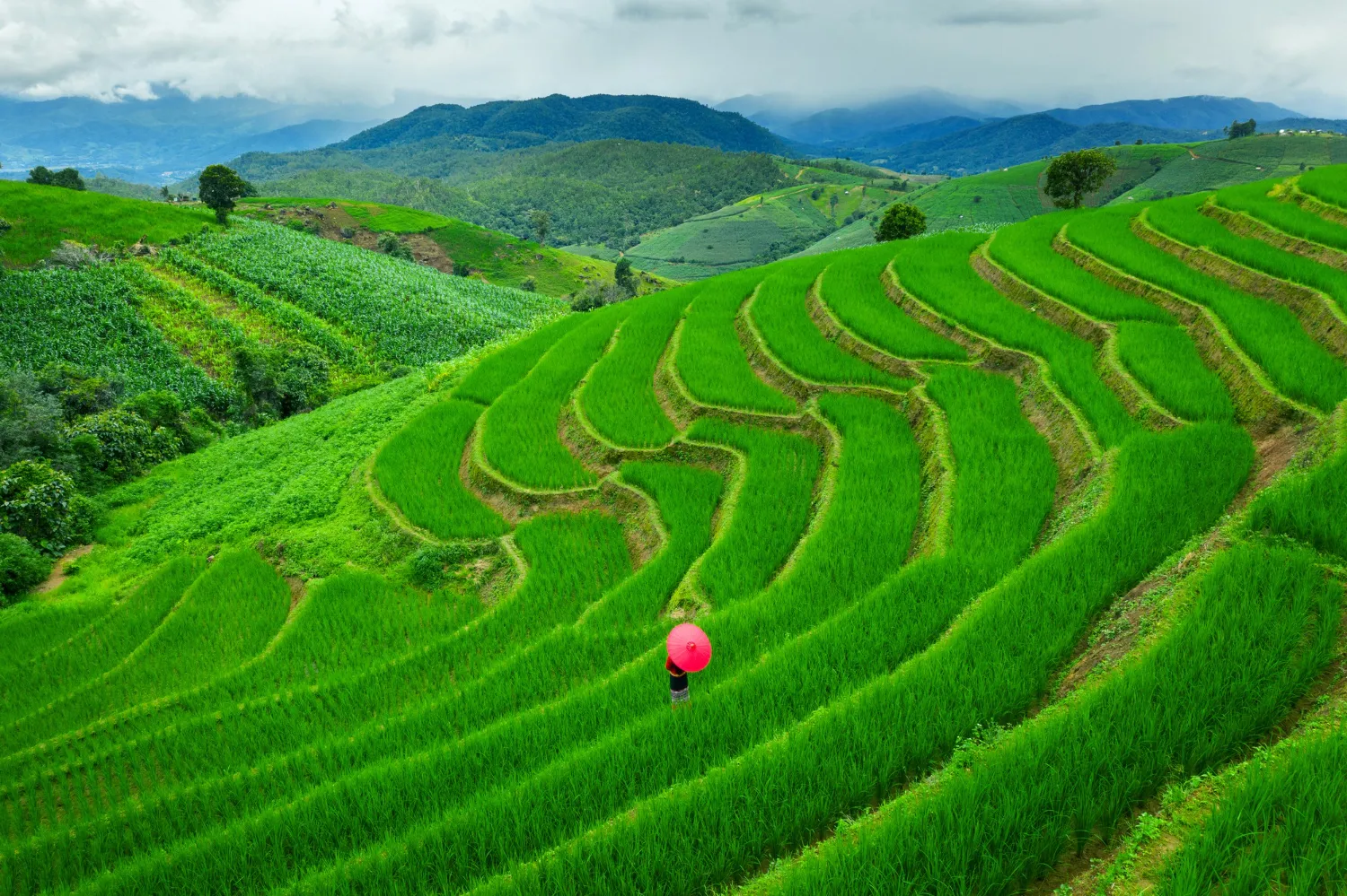 Green rice terraces in Sapa showing Vietnam’s natural beauty.