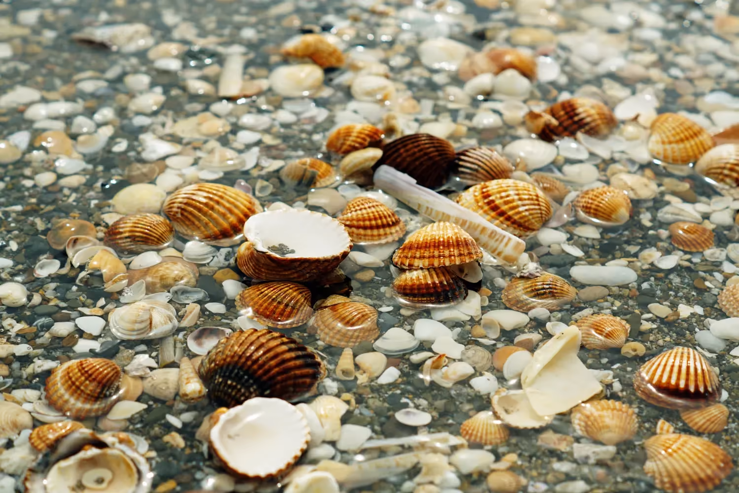 shell collection