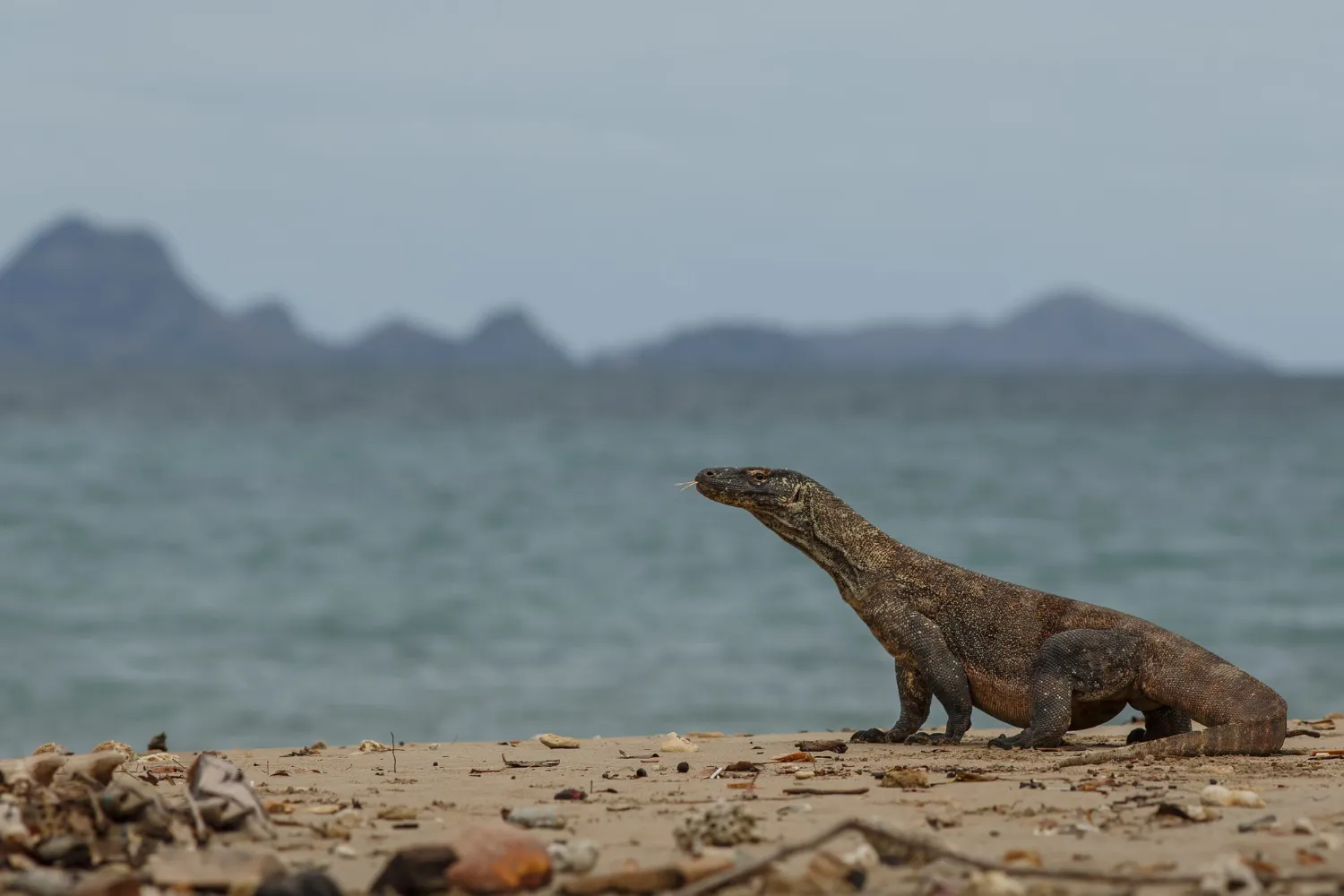 Komodo National Park