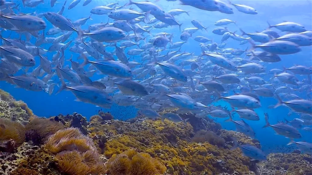 Koh Tao – Sail Rock and Chumphon Pinnacle