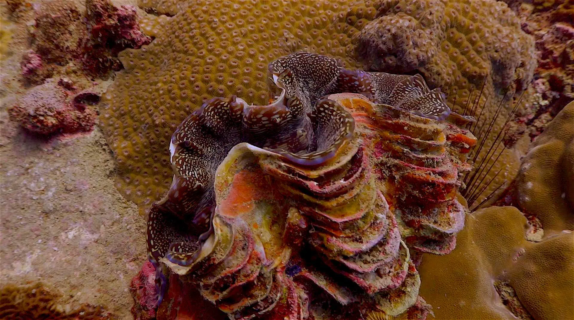 Koh Tao – Japanese Gardens and Twins