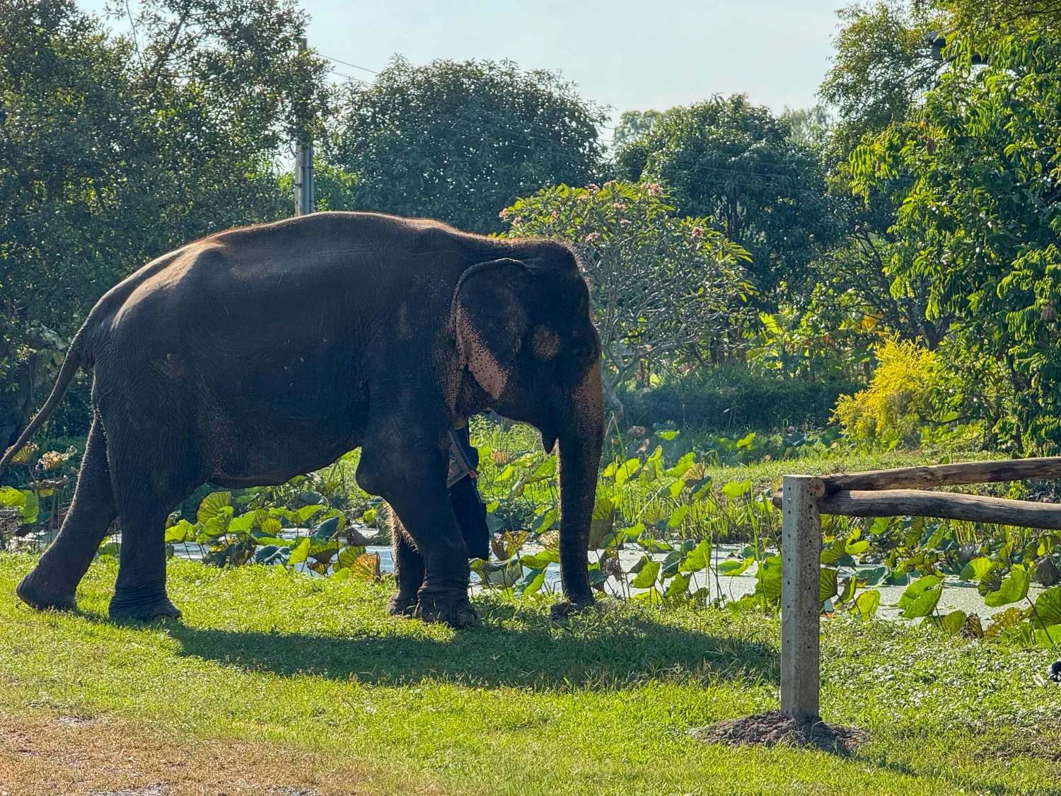Elephant Sanctuary Phuket: A Meaningful Experience to Share with Your Partner