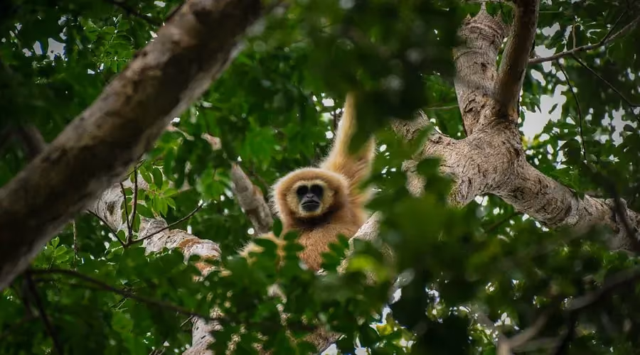 A sanctuary of hope: Phuket’s Gibbon Rehabilitation Project.