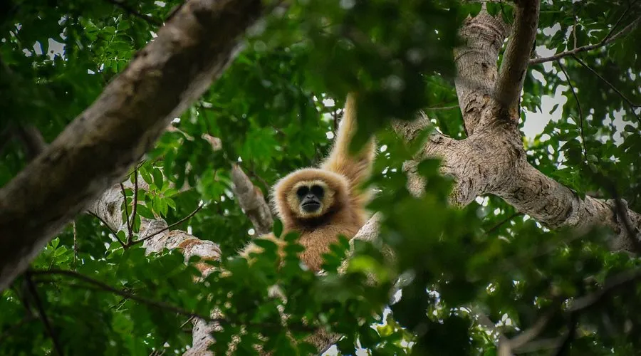 A sanctuary of hope: Phuket’s Gibbon Rehabilitation Project.