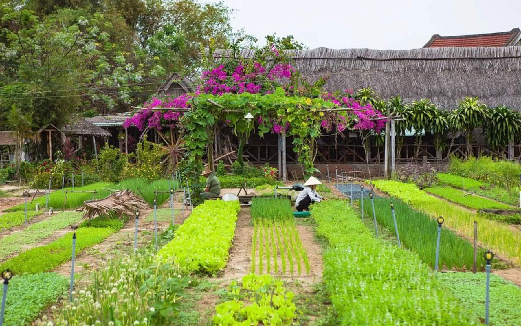 Wandering through the lush gardens of Tra Que Vegetable Village.