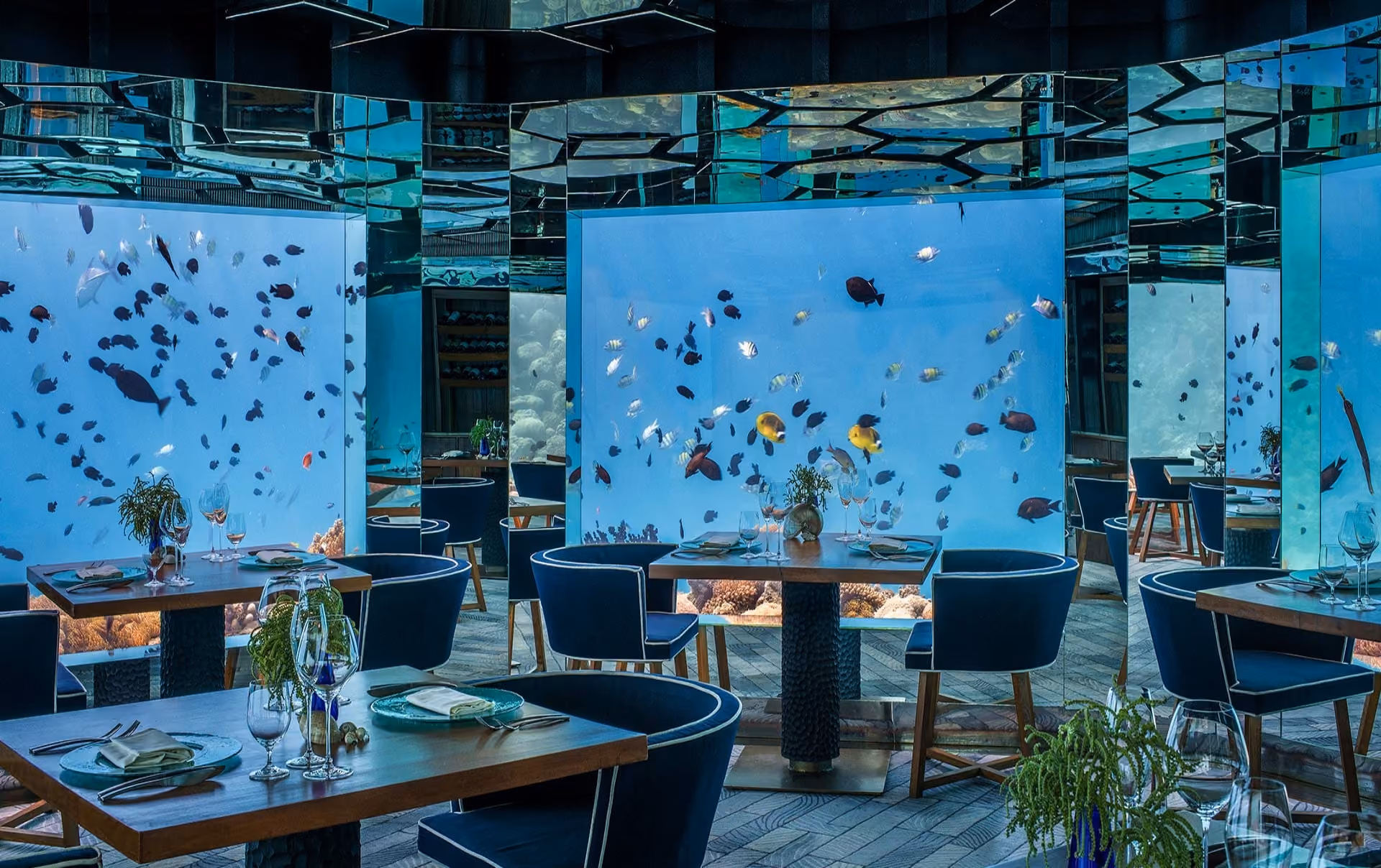 An unforgettable underwater dining experience surrounded by vibrant marine life and luxury.
