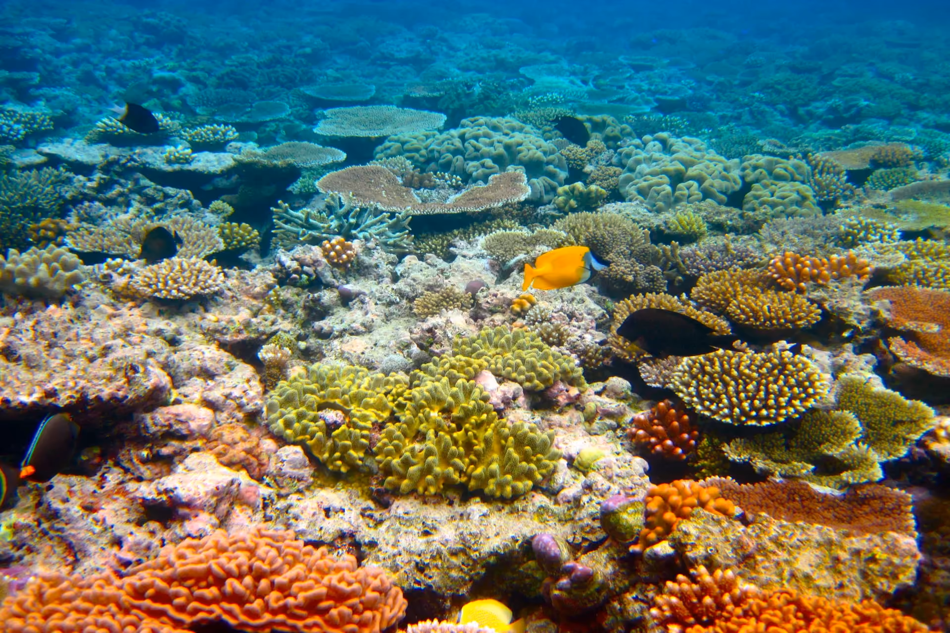 Sunny beaches, coastal drives, and summer festivals define Australia as a top January destination.