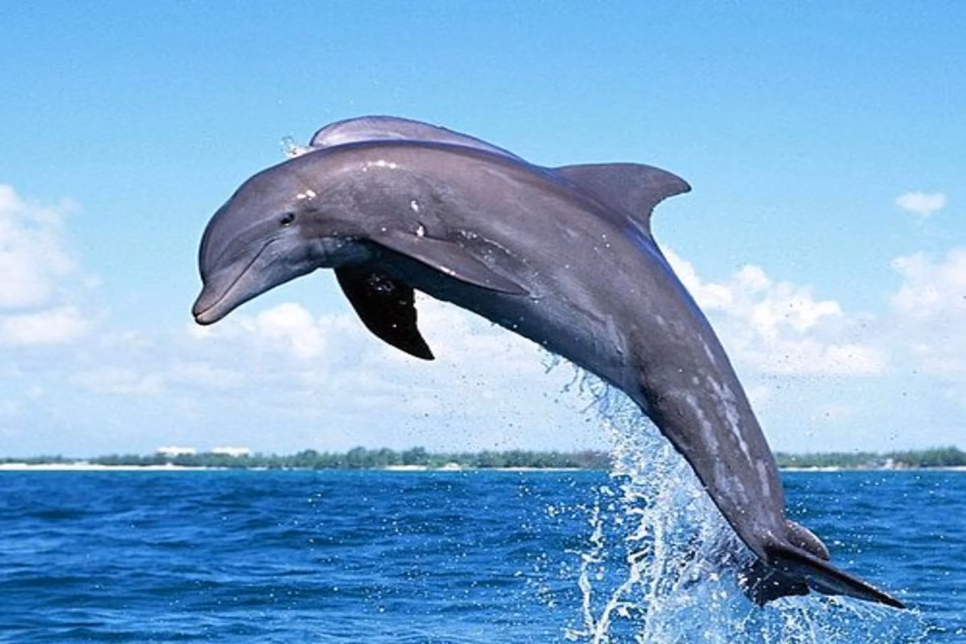 Dolphin watching together