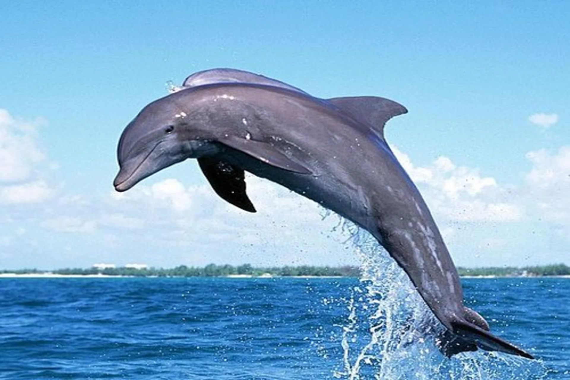 Dolphin watching together