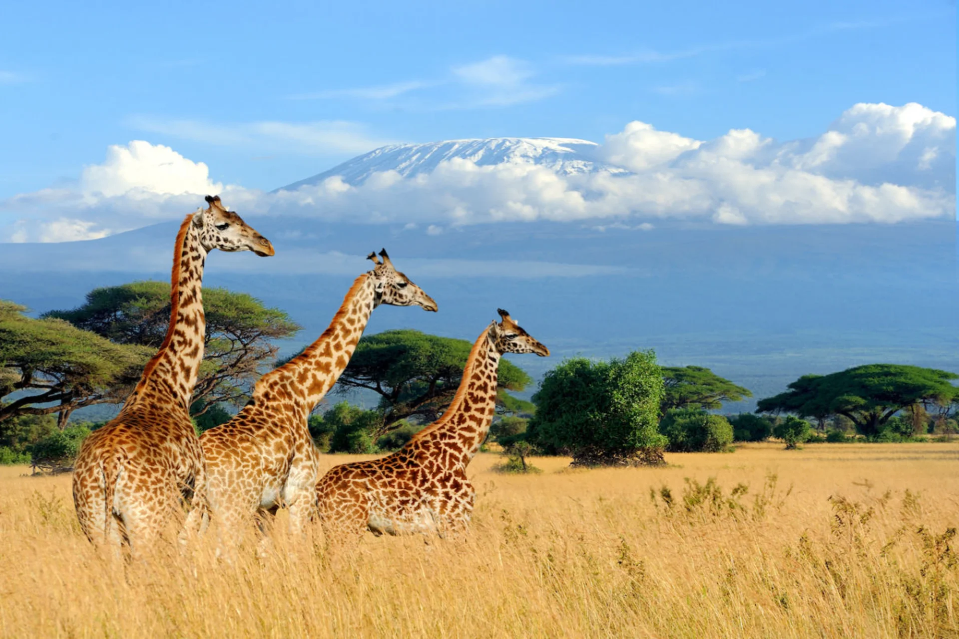 Golden savannahs and peak safari conditions place Kenya among the most iconic July travel destinations.