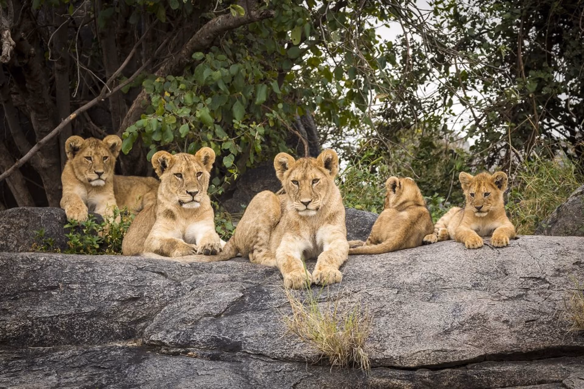 Dry season safaris and the Great Migration make Tanzania an unforgettable luxury wildlife destination in July.