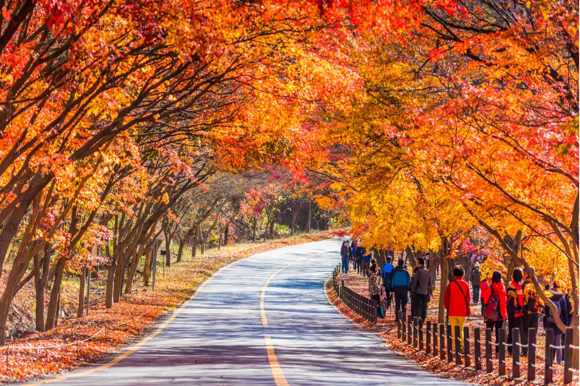 South Korea fall foliage festivals best destiantion to go in October autumn places