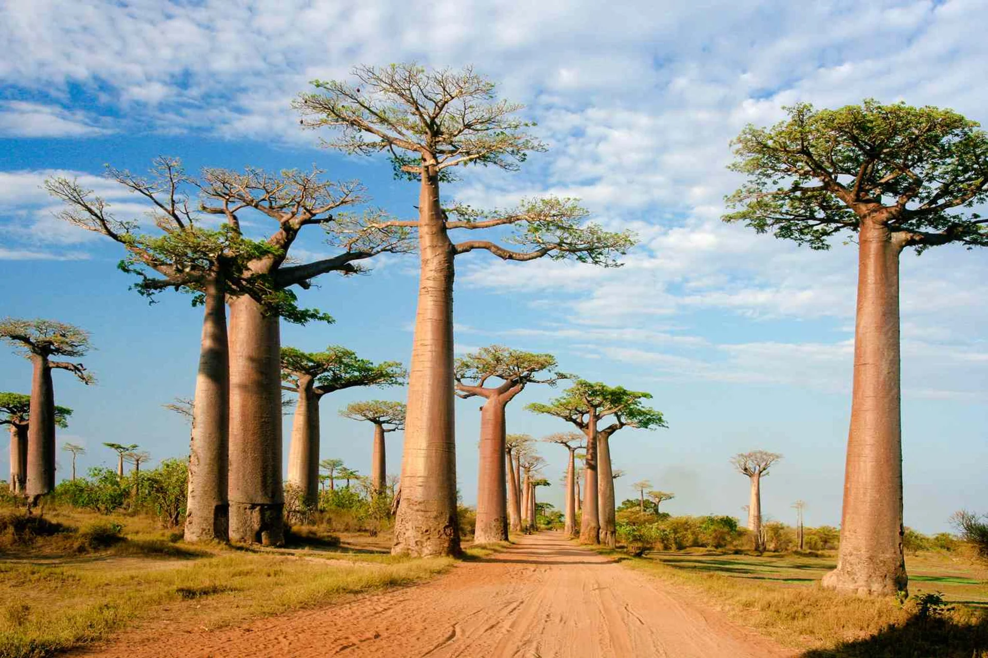  Lemurs and landscapes like nowhere else. Madagascar gives Indians Visa on Arrival—wild awaits!