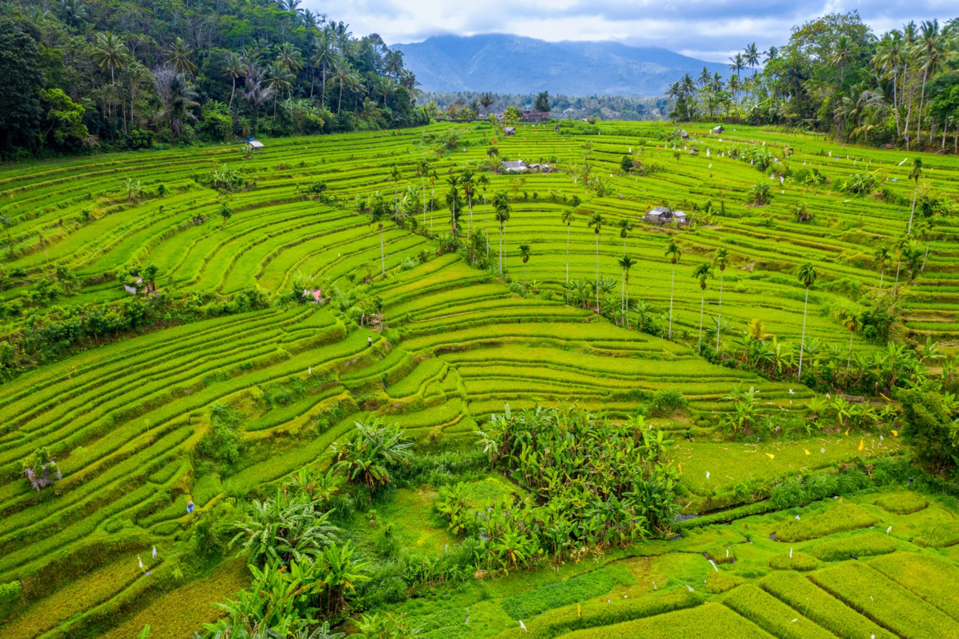 most beautiful places to visit in the world Jatiluwih rice terraces Bali Indonesia