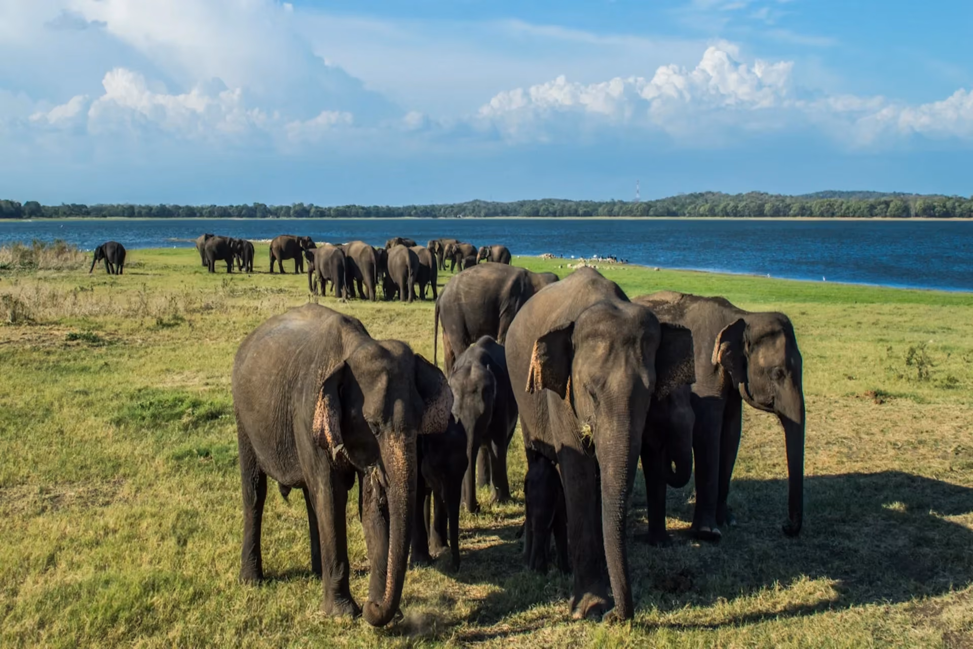 Safari Sri Lanka Udawalawe visitor highlights — what couples love about Udawalawe safari experience
