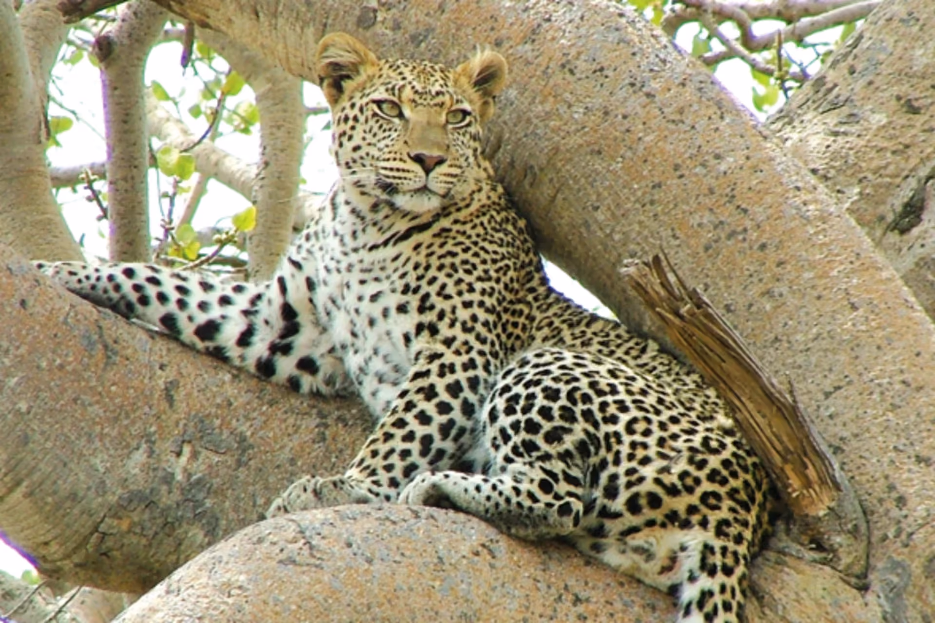 Safari Sri Lanka Udawalawe limitations — what visitors don't like about Udawalawe National Park safari