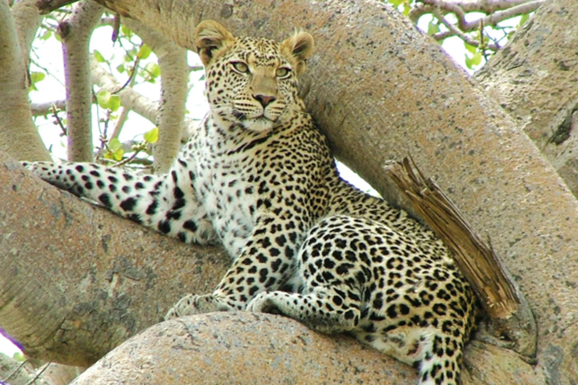 Safari Sri Lanka Udawalawe limitations — what visitors don't like about Udawalawe National Park safari