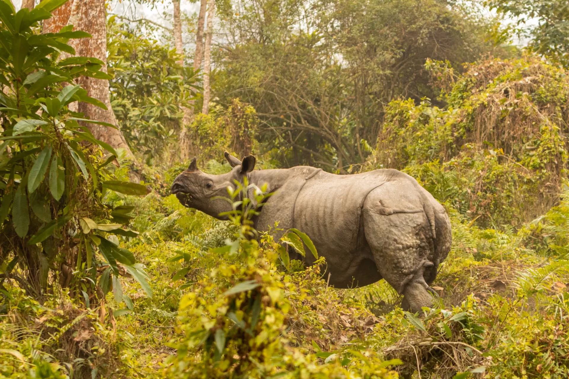 Adventure and Wildlife experience comparison Cambodia vs Sri Lanka ultimate activity guide