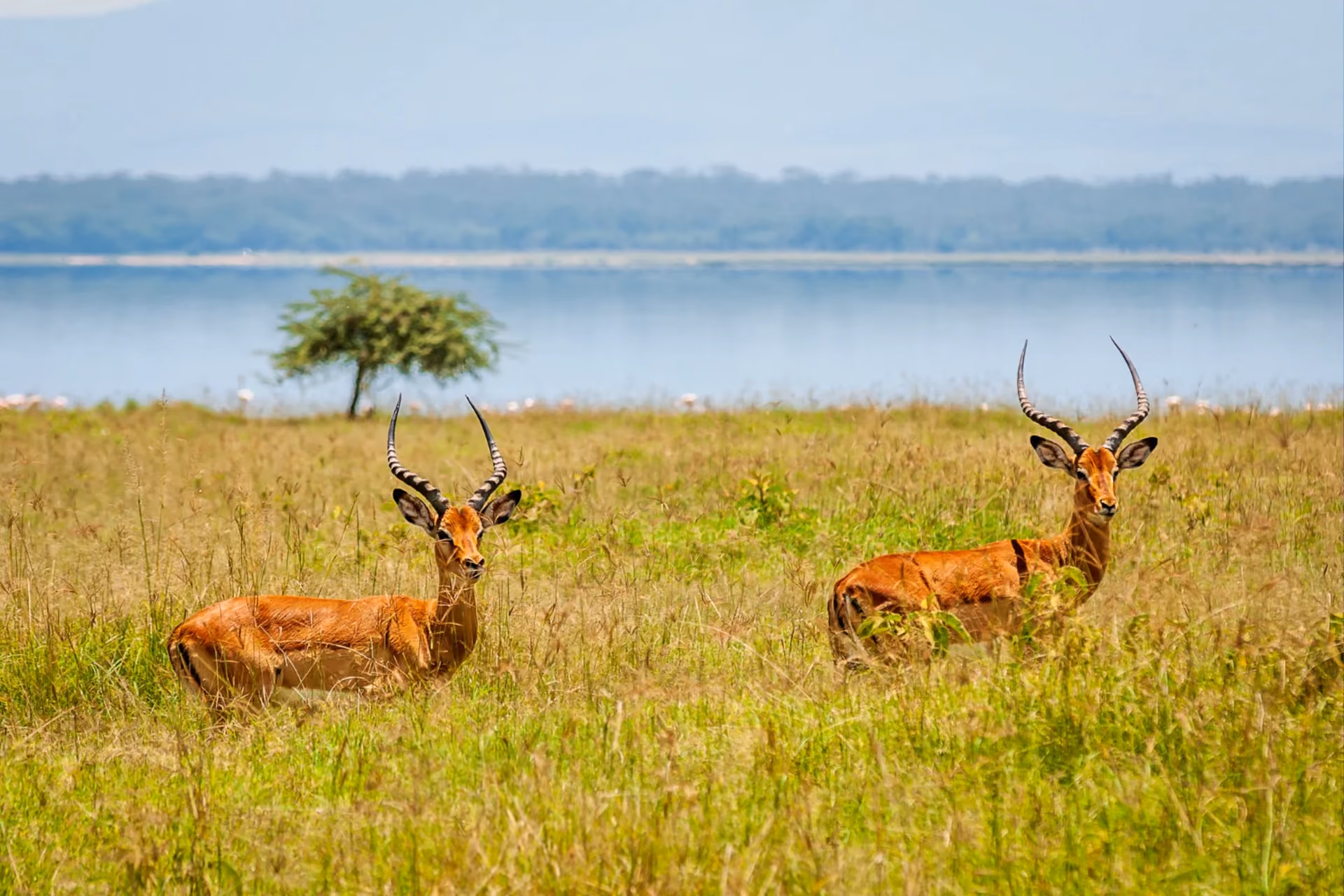 Best time to visit Udawalawe National Park safari — seasonal guide for safari Sri Lanka Udawalawe