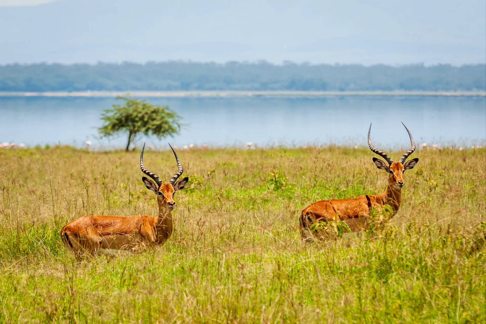  Best time to visit Udawalawe National Park safari — seasonal guide for safari Sri Lanka Udawalawe