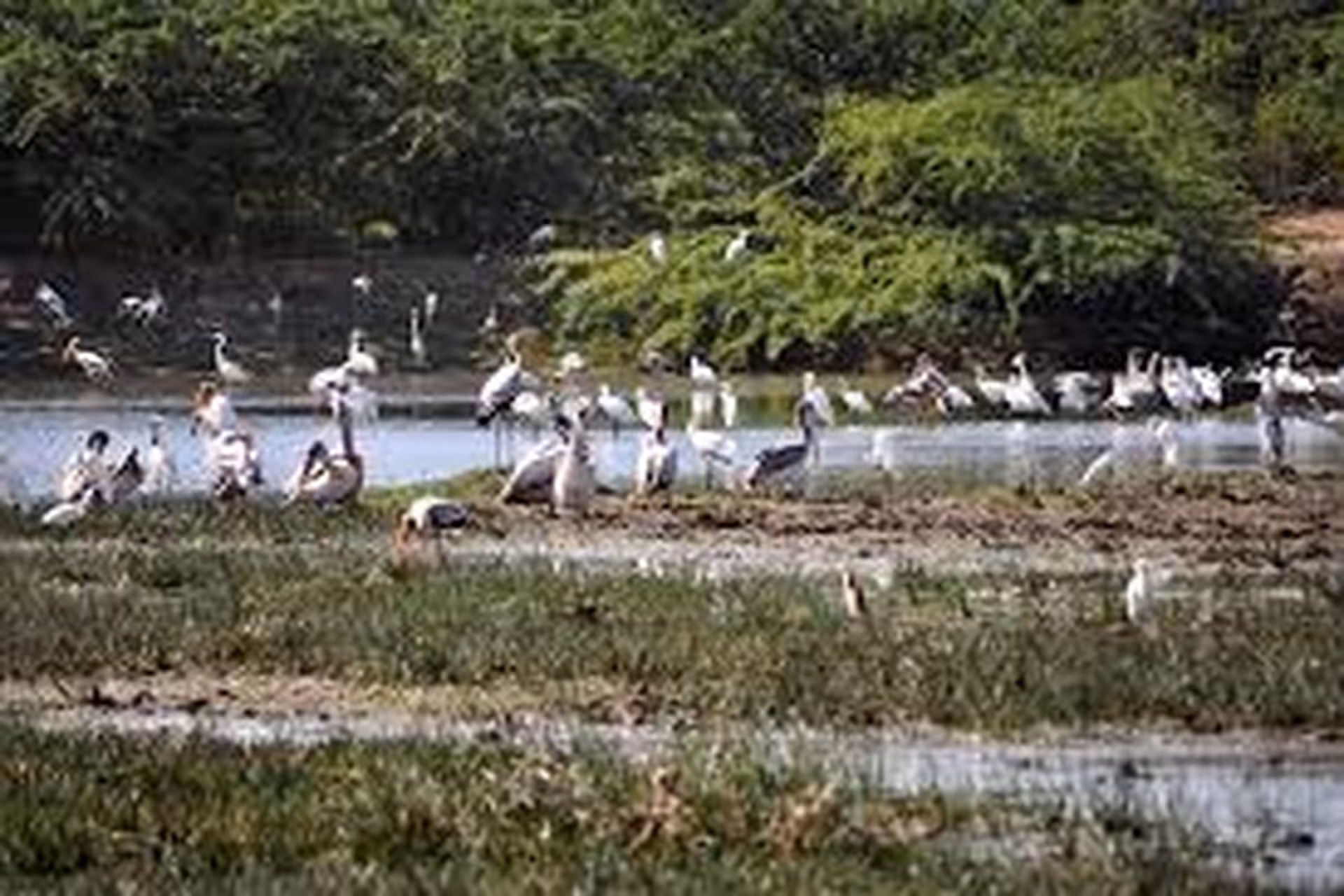 Bundala National Park - Lagoons, Salt Marshes & Low Shrubs
