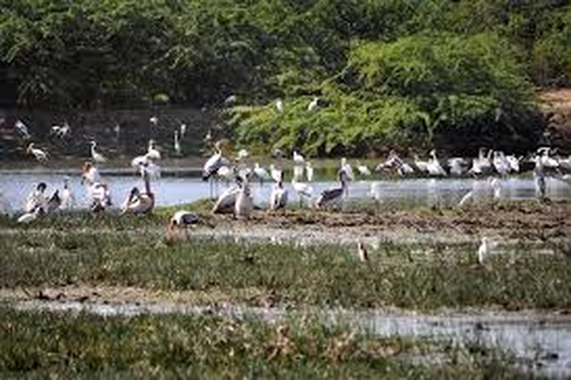 Bundala National Park - Lagoons, Salt Marshes & Low Shrubs