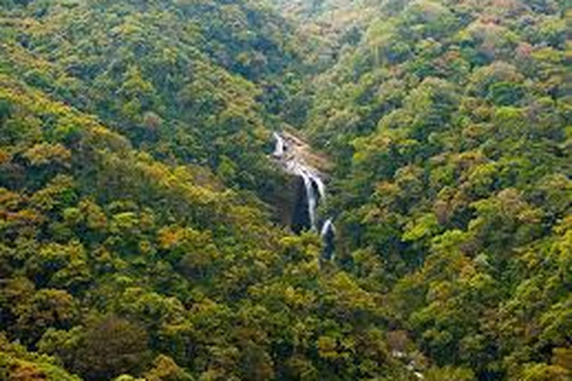 Kithulgala Rainforest - Rivers, Waterfalls, & Thik Greenery