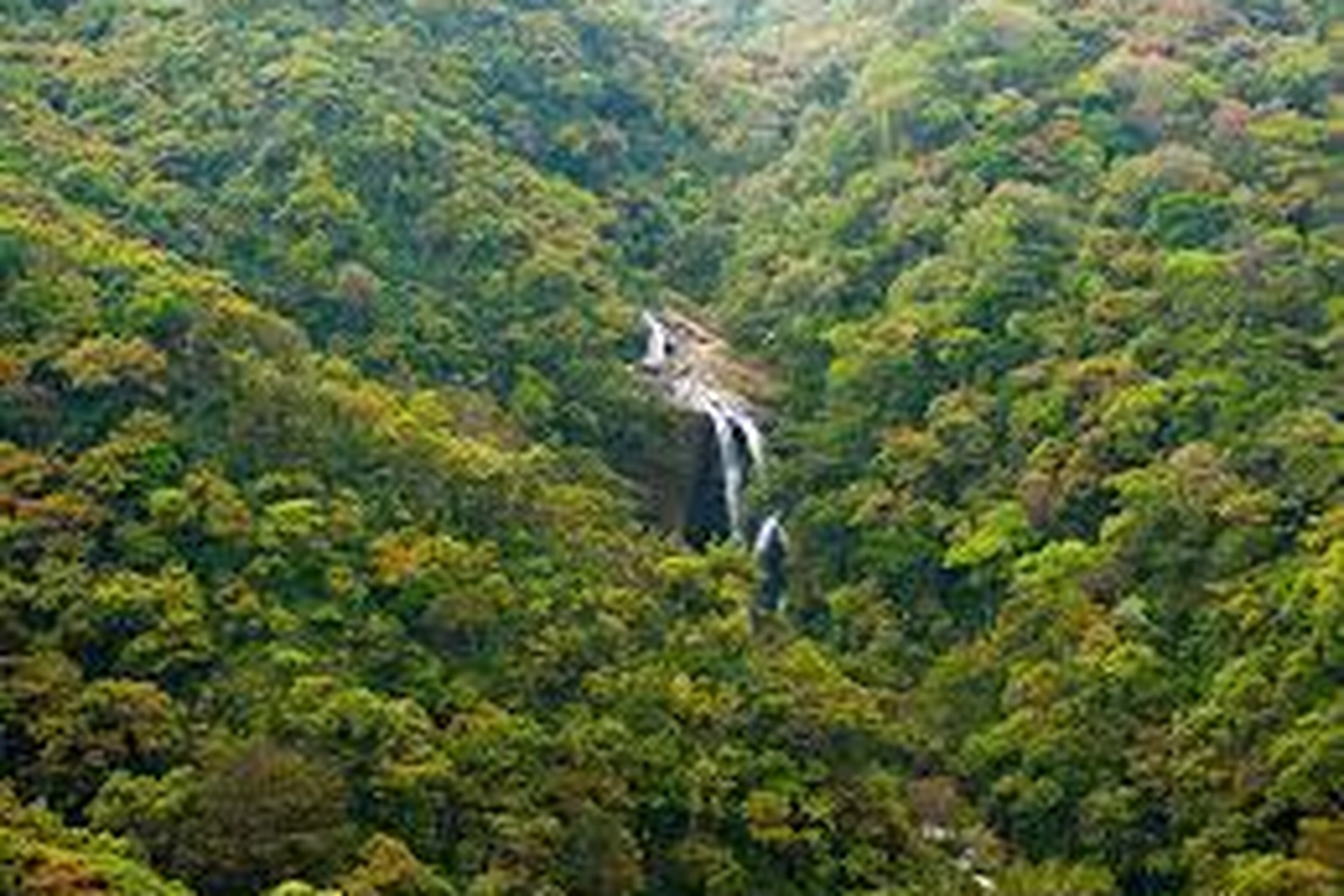 Kithulgala Rainforest - Rivers, Waterfalls, & Thik Greenery