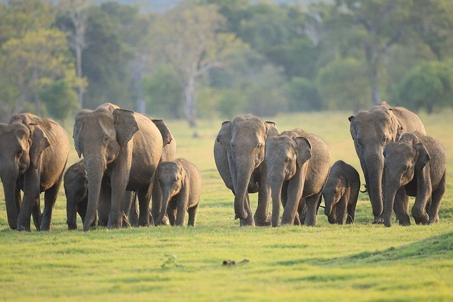 Udawalawe National Park - Open Forests, Tall Grasslands, Massive Reservoir