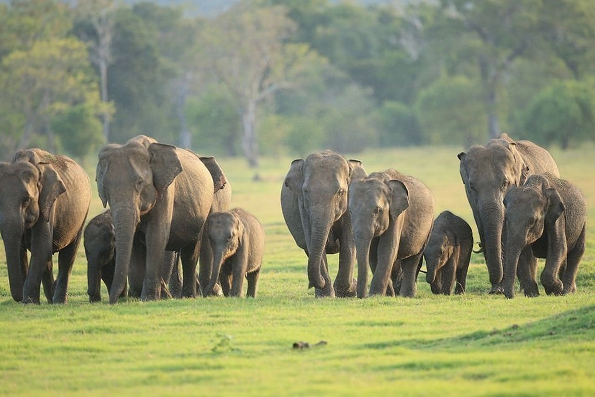 Udawalawe National Park - Open Forests, Tall Grasslands, Massive Reservoir