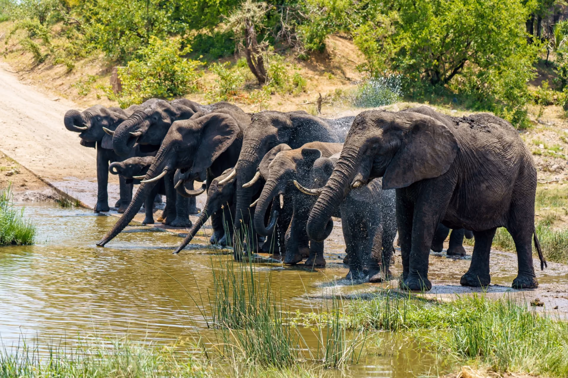 Elephant sanctuaries in Thailand and Laos — ethical wildlife experiences watching wild elephants bathe and roam freely in nature