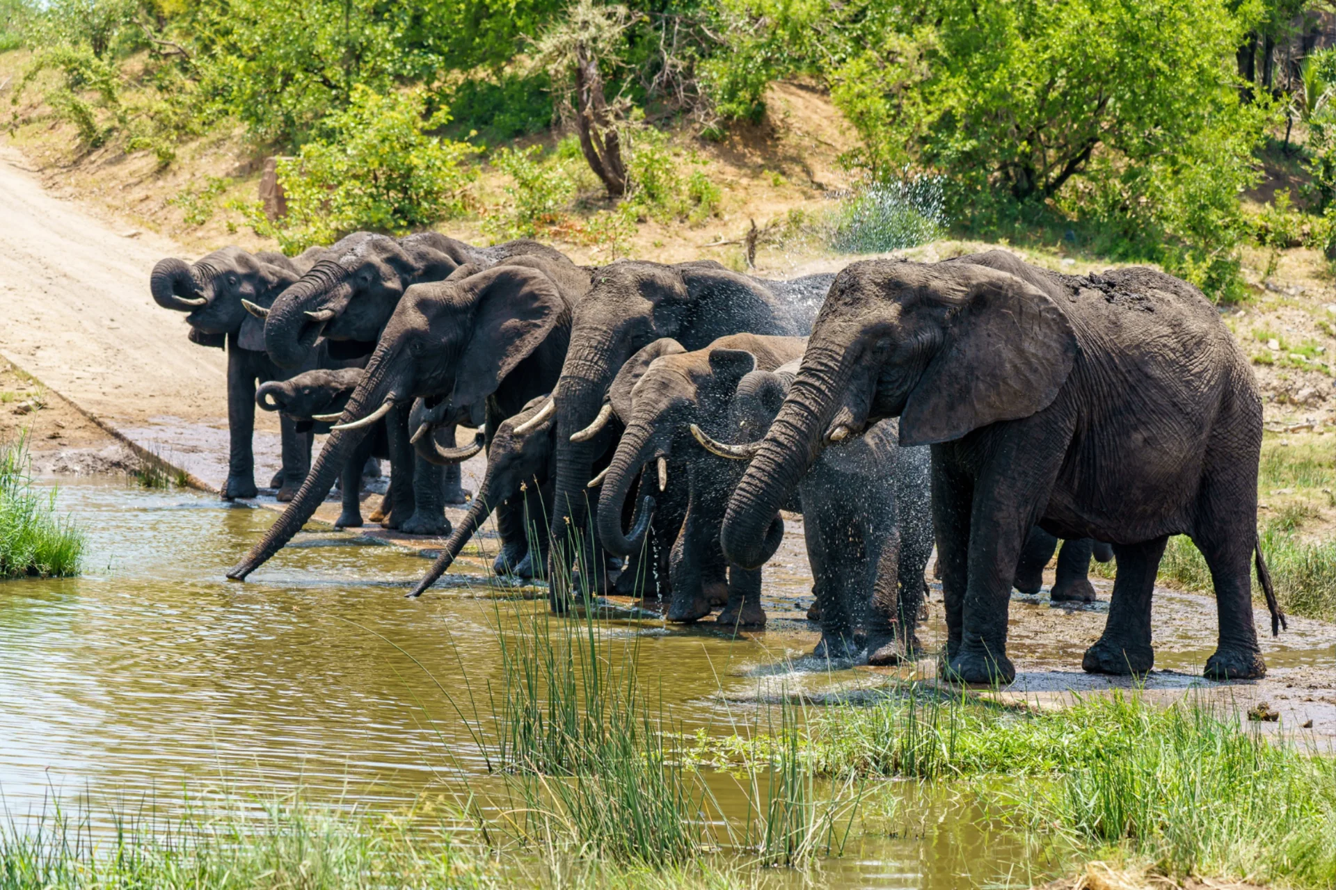 Herd of elephants drinking at a waterhole — Thailand elephant sanctuary experience in UAE vs Thailand comparison