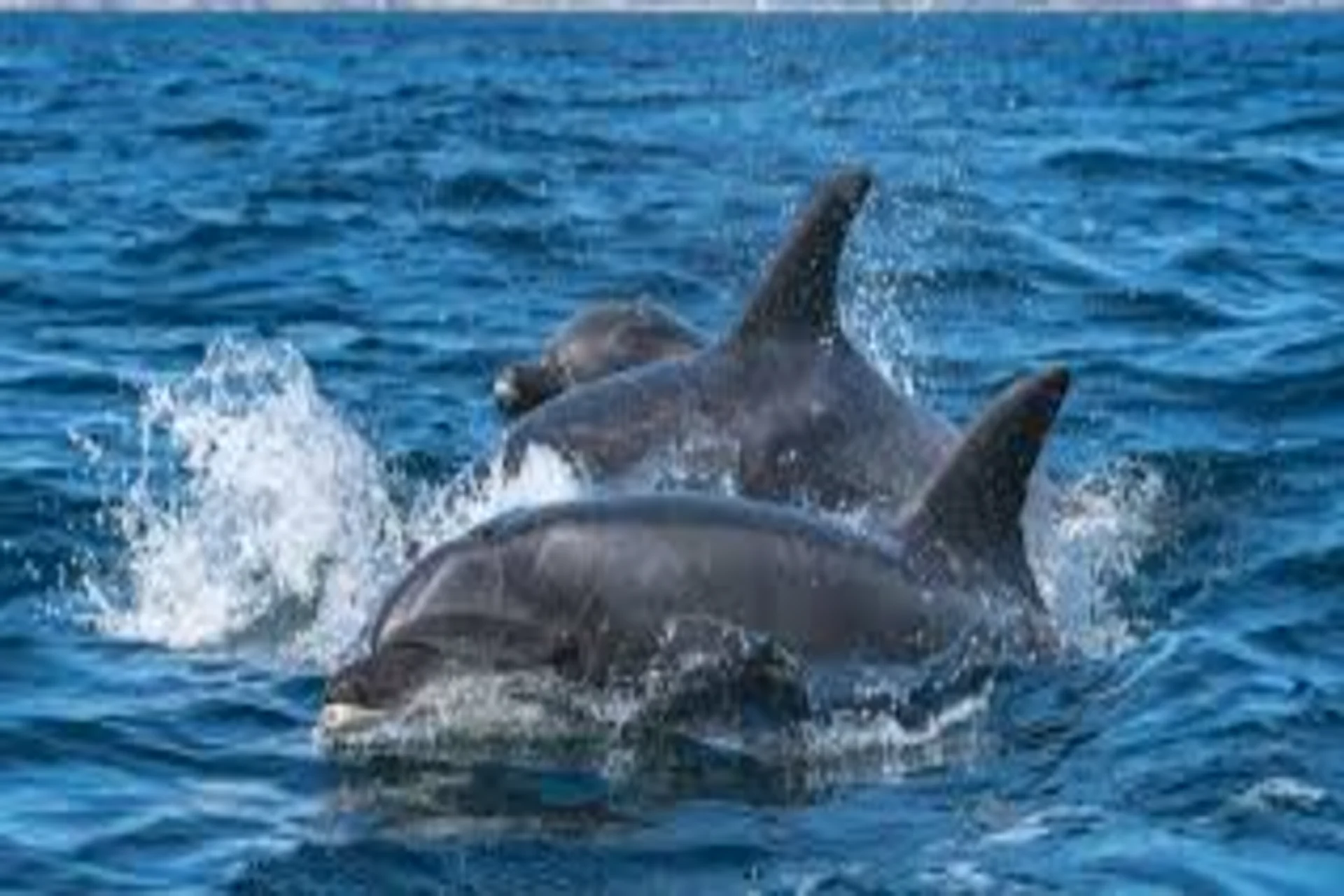 Dolphin watching tour in Maldives – best ocean adventure destination to visit in May