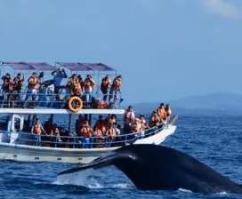 Whale watching boat tour near a whale in Sri Lanka
