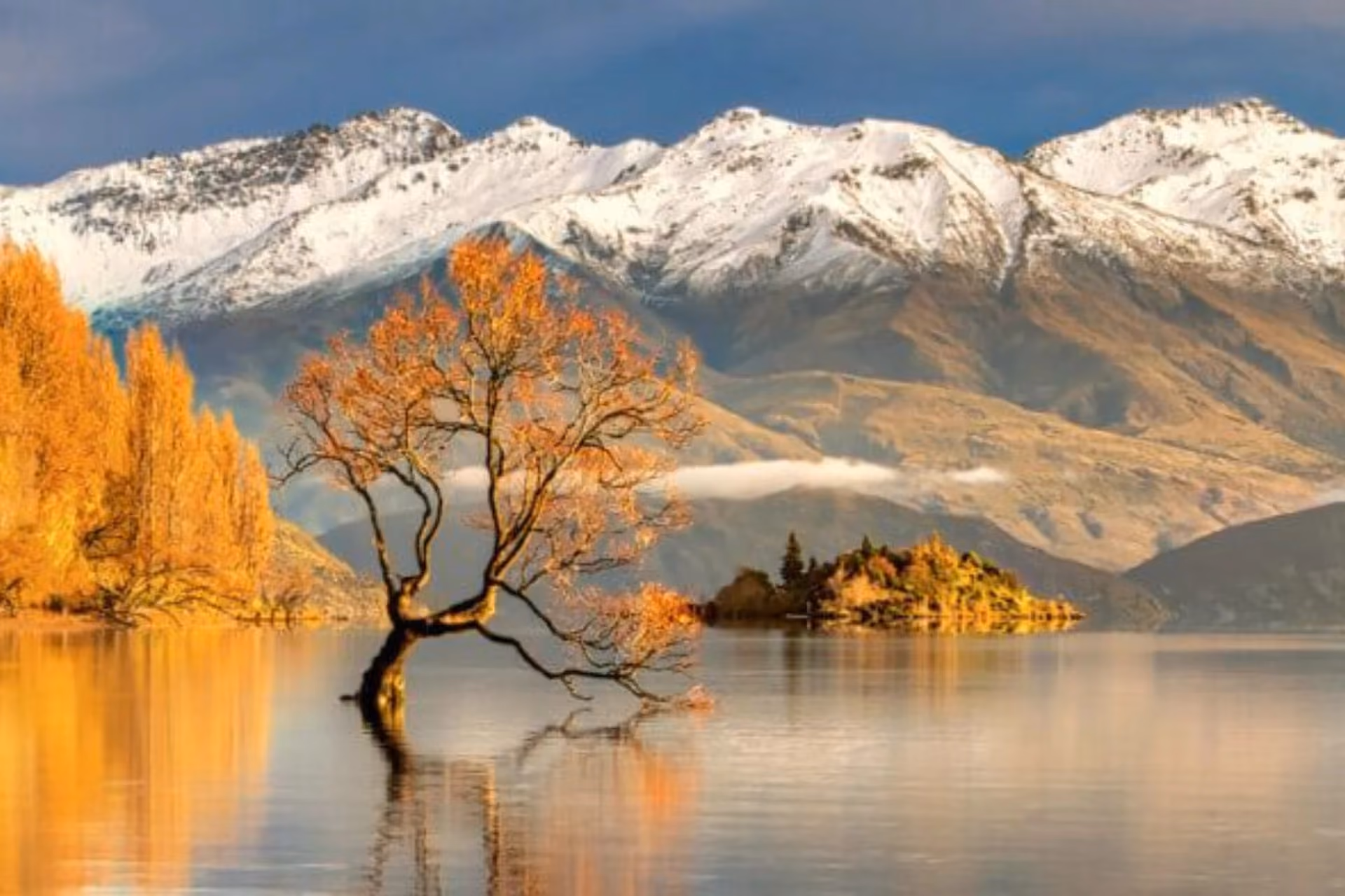 Lone tree in lake with snow mountains, Lake Wanaka New Zealand