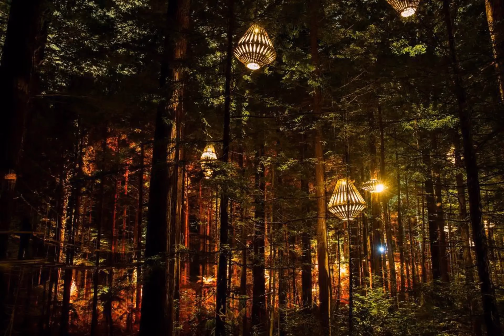 Lit pathway through tall trees at New Zealand Redwoods Treewalk