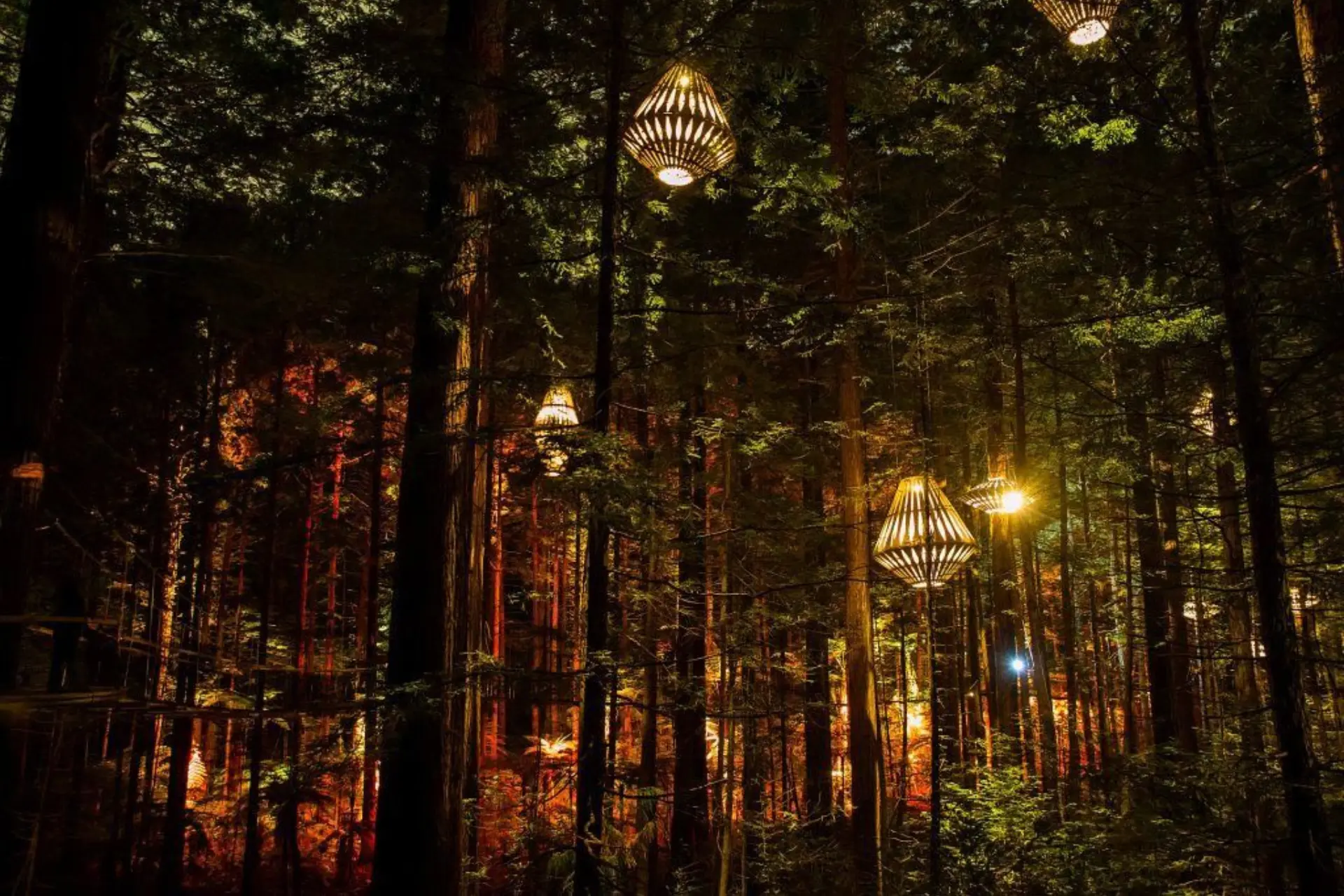 Lit pathway through tall trees at New Zealand Redwoods Treewalk