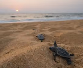 Baby sea turtles crawling on sand at Sri Lanka beach sunrise
