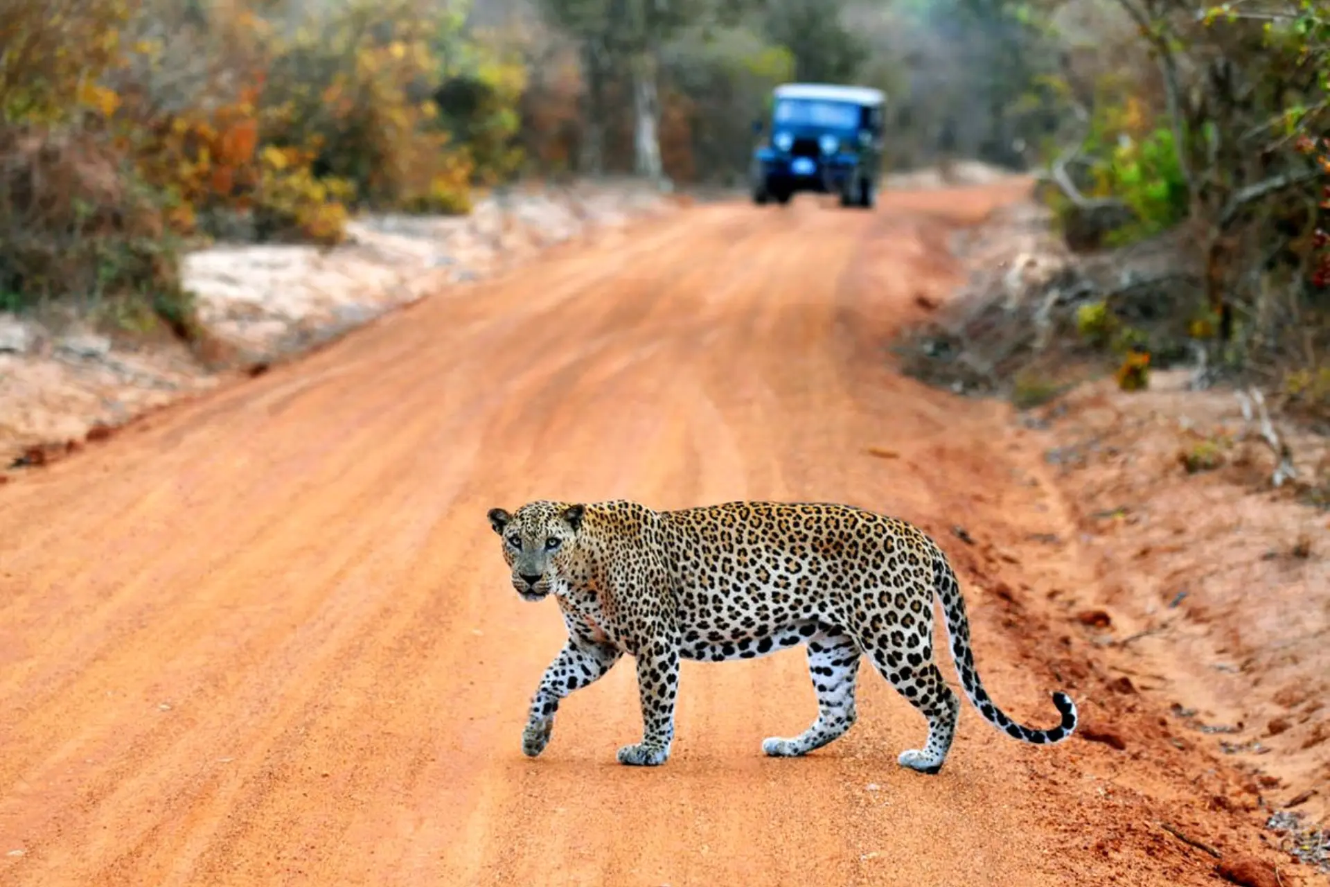 Leopard walking across dirt road in Yala National Park