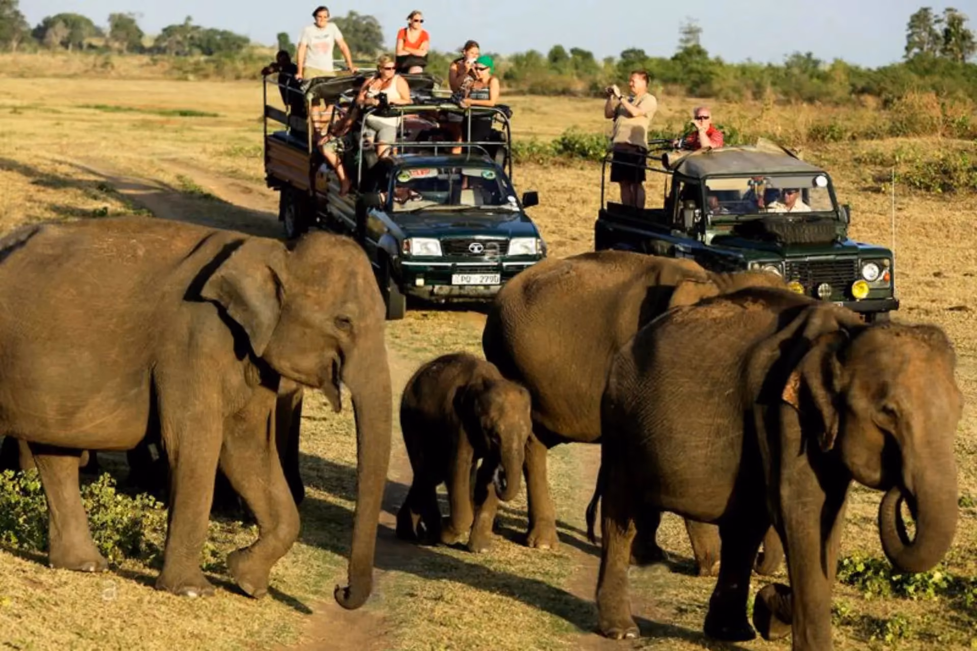 Tourists in safari vehicles watch elephants at Pinnawala Orphanage Sri Lanka