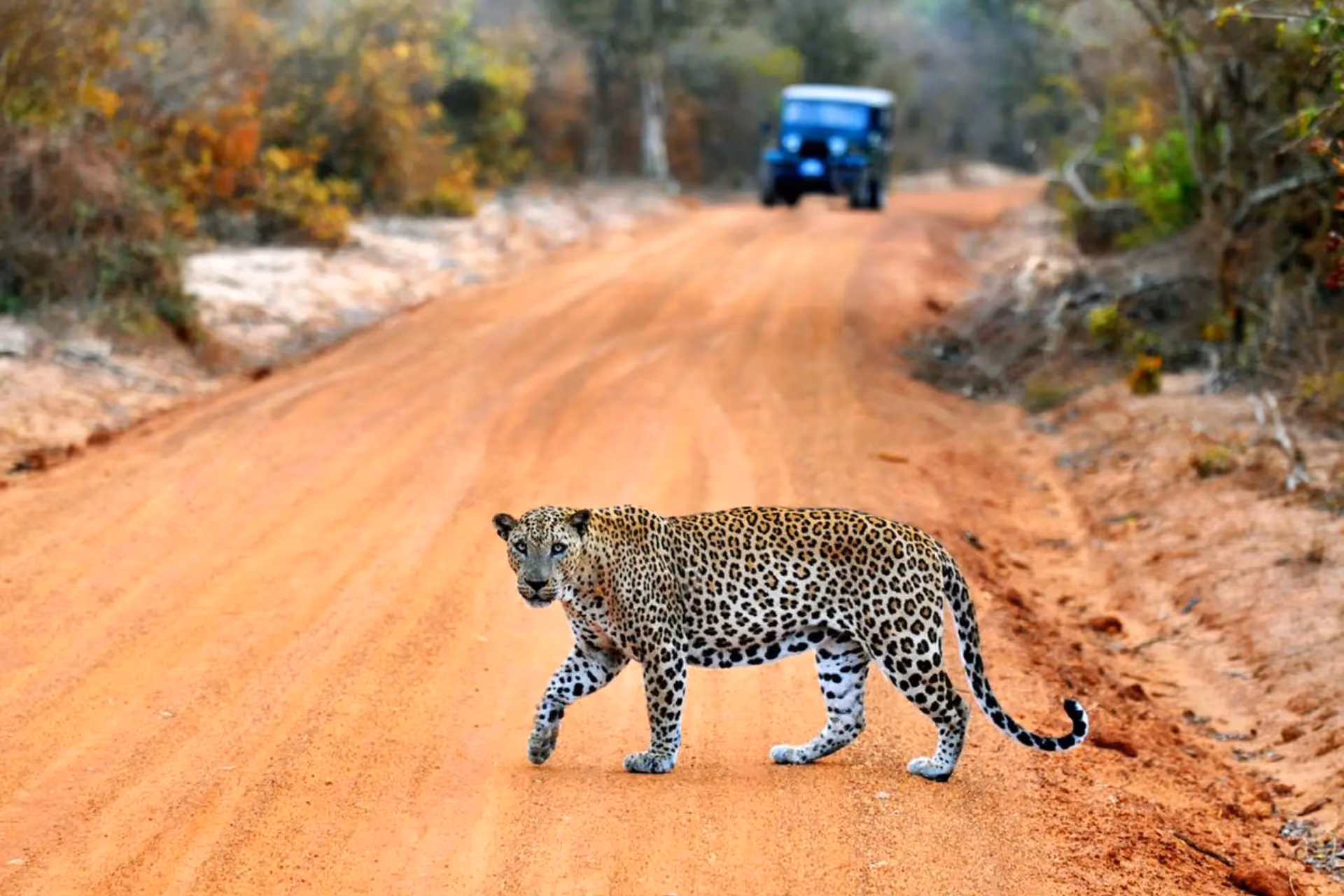 Leopard walking across dirt road in Yala National Park