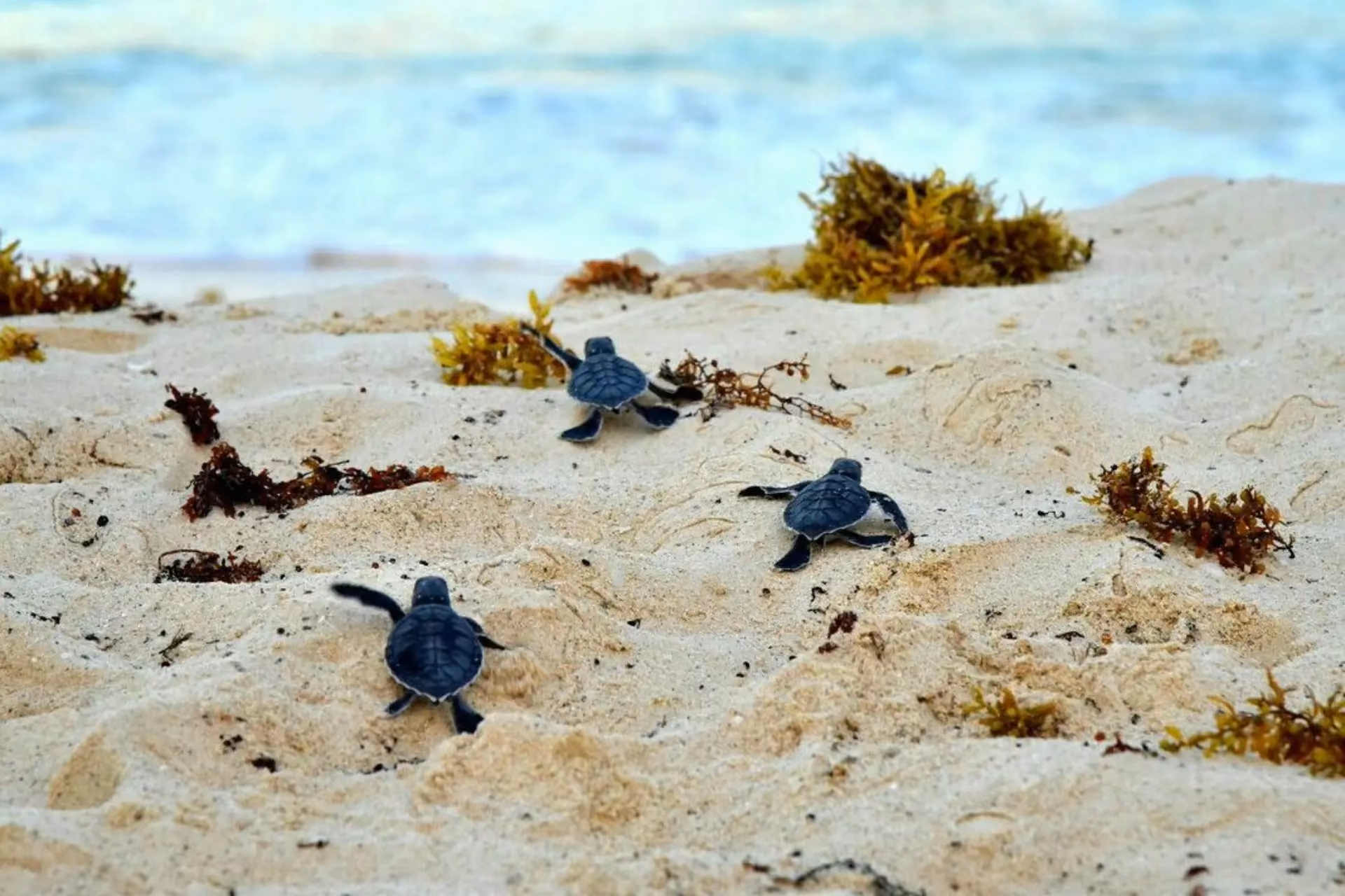 Baby sea turtles crawling across sand in Sri Lanka