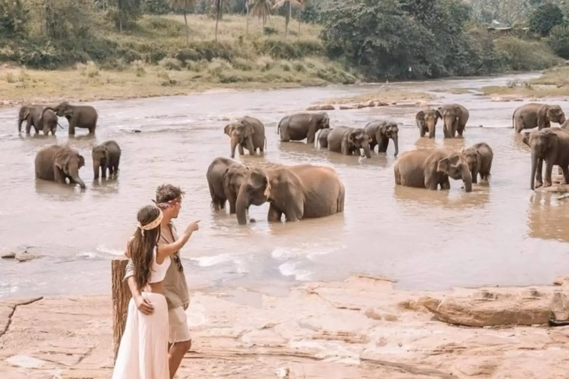 Woman watching elephants bathing in river at Pinnawala Sanctuary Sri Lanka