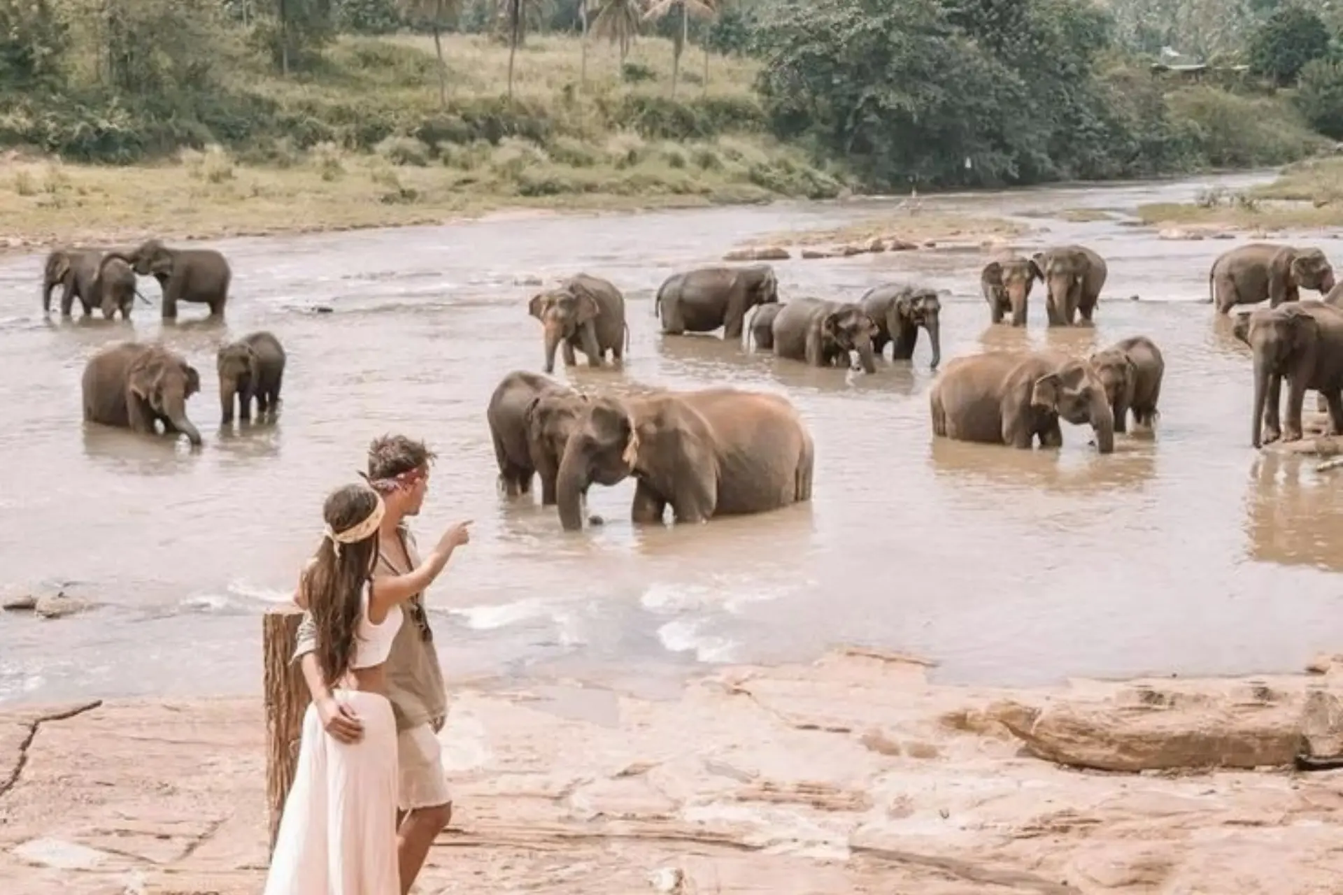 Woman watching elephants bathing in river at Pinnawala Sanctuary Sri Lanka