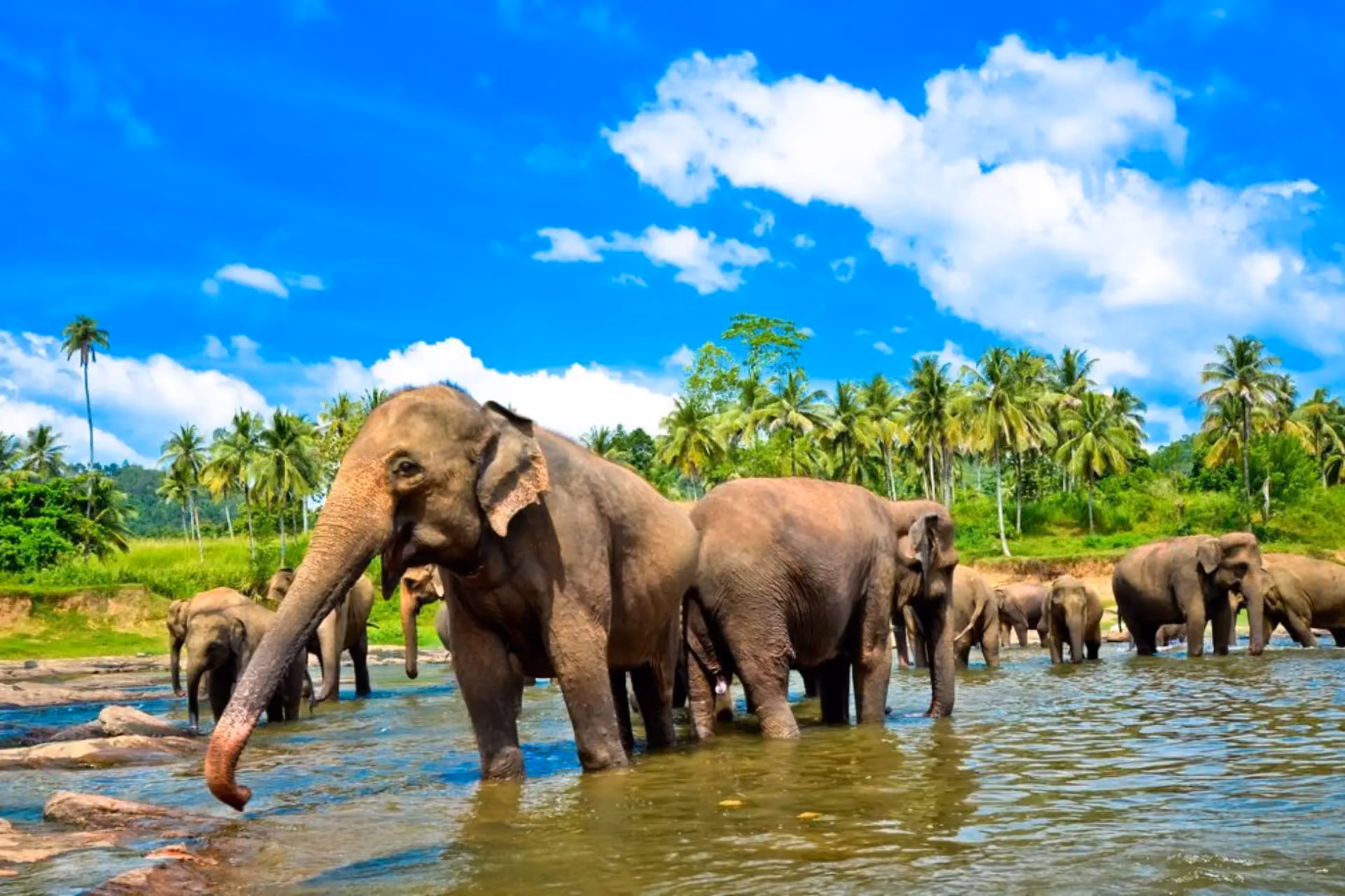 Elephants bathing in river at Pinnawala Sri Lanka