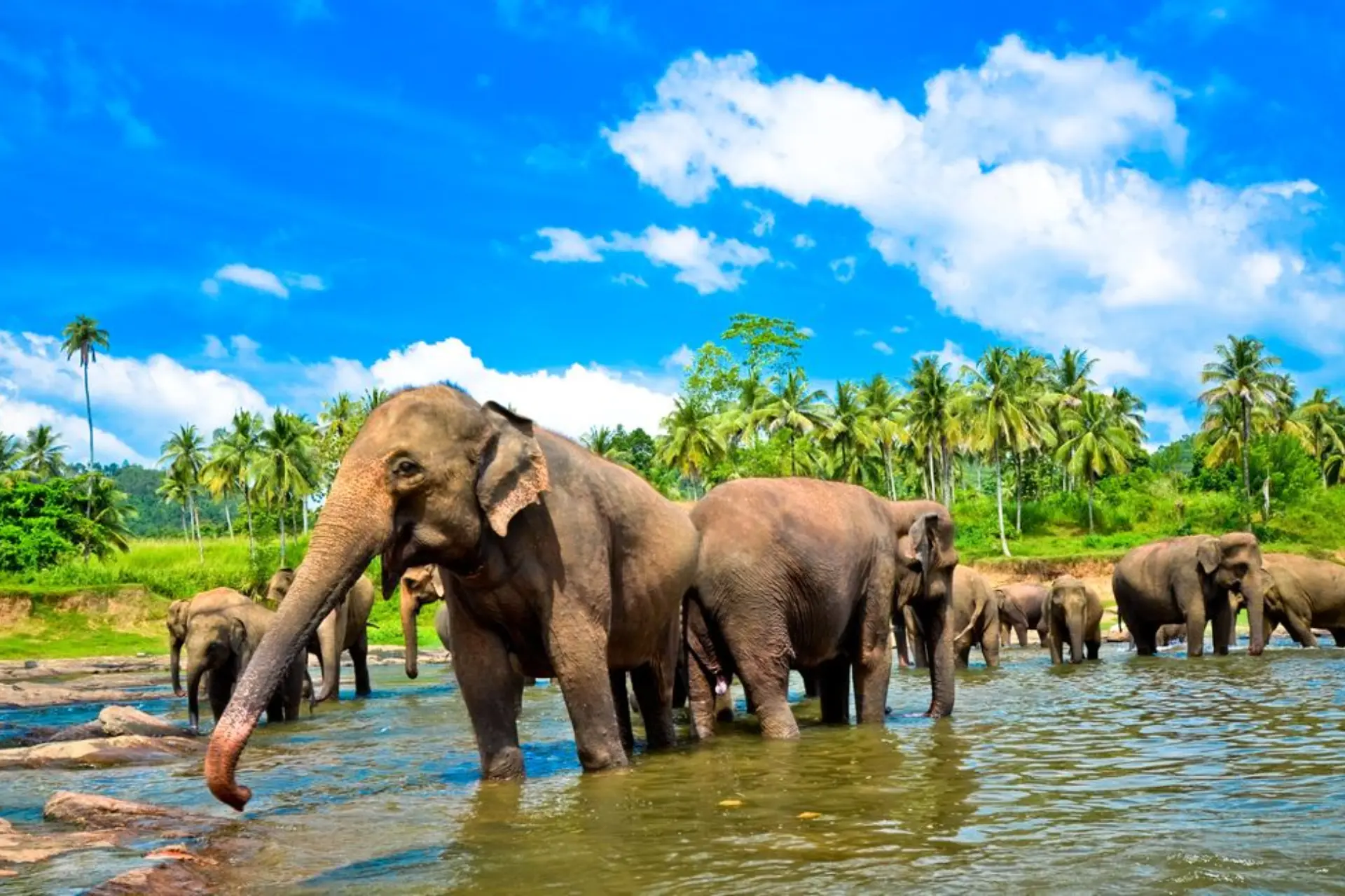 Elephants bathing in river at Pinnawala Sri Lanka