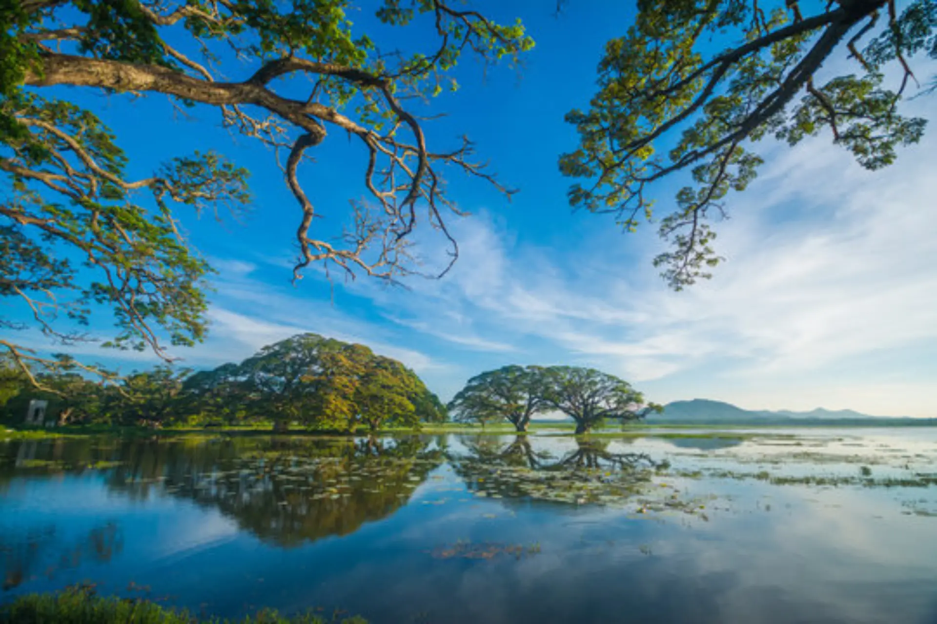Trees reflected in calm water at Tissa Lake, Sri Lanka