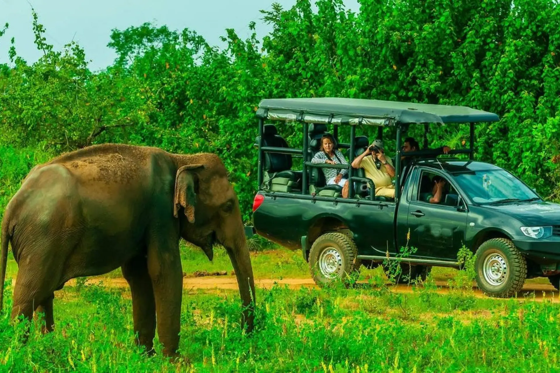 Elephant walking near safari vehicles at Yala National Park