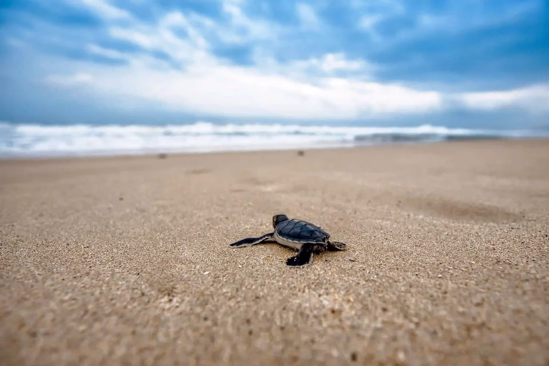 Baby sea turtle crawling across sand toward ocean, Sri Lanka