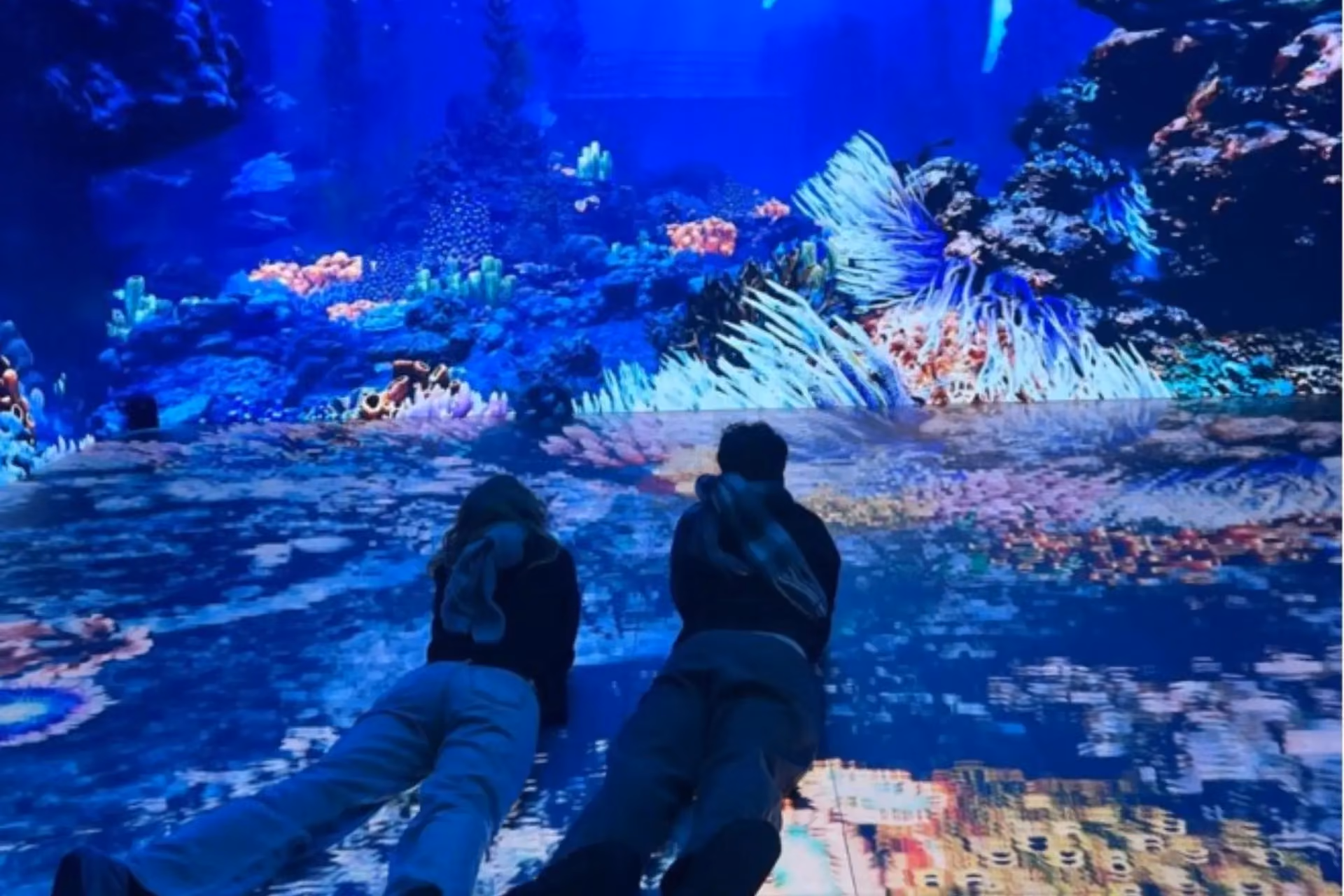 Two people watching colorful coral reef display New Zealand